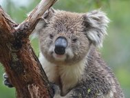Коала