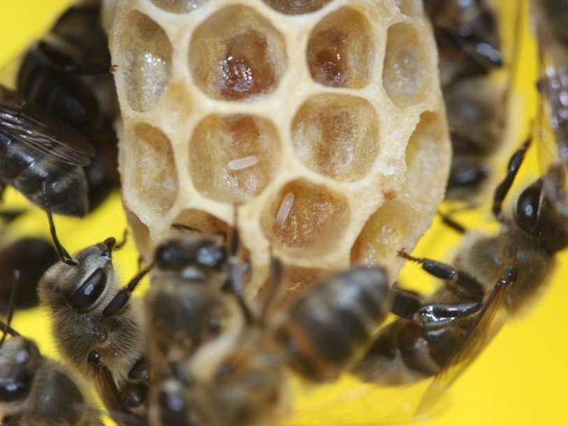 Капские пчелы откладывают яйца в гнезде пчел другого вида