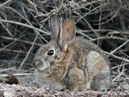 Степной кролик (лат. Sylvilagus audubonii)