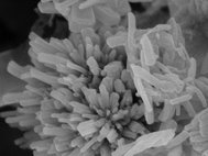 Внешний вид частиц из органических сесквиоксидов германия, полученный с помощью сканирующего электронного микроскопа