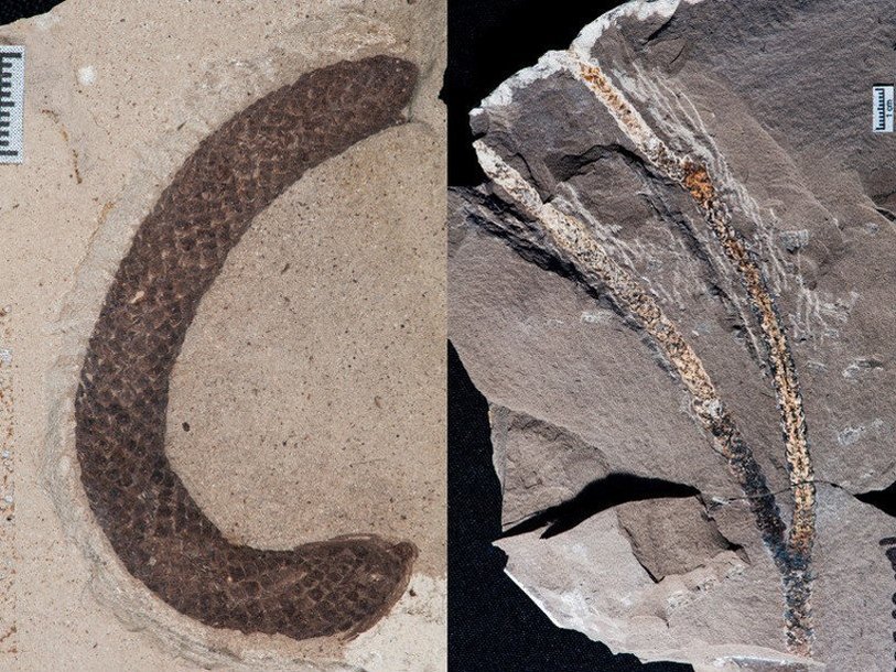 Сохранившаяся мужская шишка и ископаемые ветки араукарии