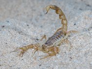 Mesobuthus eupeus