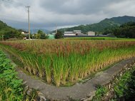 Рисовое поле в Японии