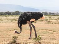 Сомалийский страус (Struthio molybdophanes)