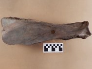Древние жители Канады делали мотыги из костей бизона