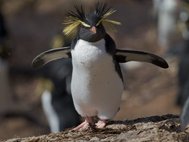 Северный хохлатый пингвин (лат. Eudyptes moseleyi)
