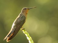 Исполинская колибри
