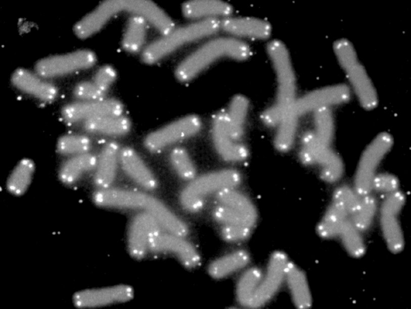 Хромосомы с теломерами