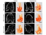 Проекции микротомографии (a, c, e, g, i, k) и трехмерные изображения (b, d, f, h, j, l) поперечного канала бедренной кости для контроля слева и экспериментальные правые коленные суставы через 1, 3 и 6 месяцев после имплантации