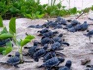 Детеныши зеленой морской черепахи (Chelonia mydas)