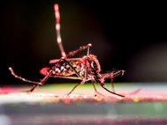 Комар Aedes aegypti