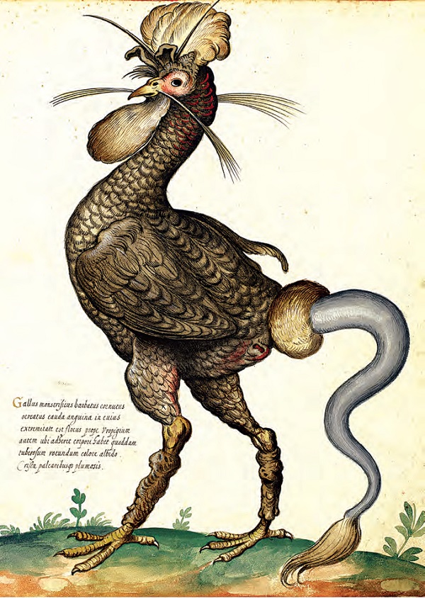 Иллюстрированная история орнитологии