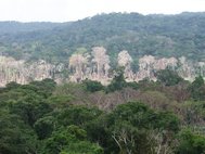 Высохшие деревья в Амазонии