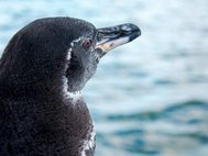 Галапагосский пингвин