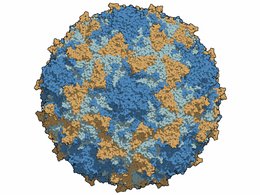 Капсид (внешняя белковая оболочка) полиовируса