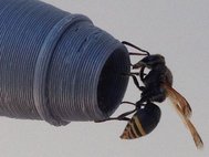 Самка Pachodynerus nasidens на муляже трубки Пито