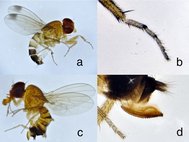 Плодовые мушки дрозофилы сузуки, собранные в Сочи: (a) самец с характерными темными пятнами на крыльях; (b) передняя лапка самца; (c) самка; (d) пильчатый яйцеклад самки