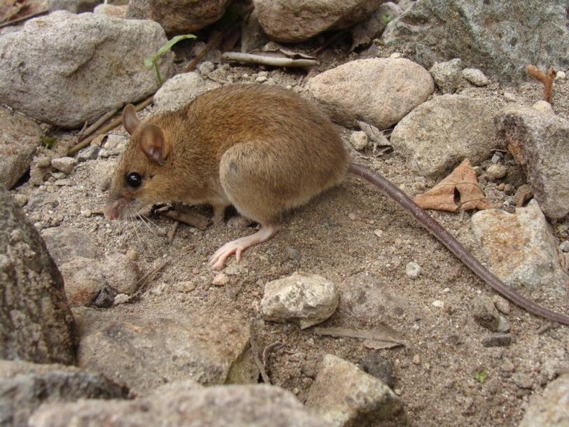 Длинноносая лесная мышь