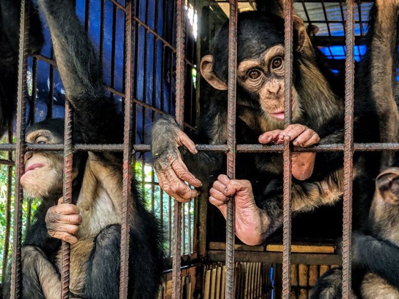Молодых шимпанзе в заповеднике Такугама помещают в клетки, чтобы уменьшить риск заражения