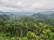 Тропический лес на территории департамента Куилу на юго-востоке Республики Конго.