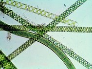 Arthrospira platensis под микроскопом