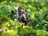 Волк из парка Вояджерс со спутниковым передатчиком