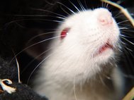 Для тестирования медикаментов исследователи использовали несколько групп крыс