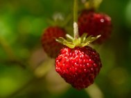 Участники проекта будут наблюдать за развитием диких и культурных плодовых деревьев и дикорастущих ягод