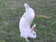 Кролик породы «альфорский прыгун»