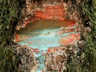 Концентрация никеля в млечном соке новокаледонского кустарника Pycnandra acuminata составляет до 25% процентов