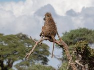 Хронический стресс у самок бабуинов приводит к преждевременной смерти