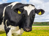 За основной аллерген в составе коровьего молока, бетаглобулин, в геноме коровы отвечают по две копии сразу двух генов