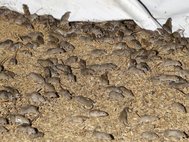 Мыши в зернохранилище на австралийской ферме