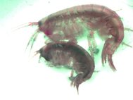 Самец и самка Gammarus aequicauda во время сопровождения женской особи самцом в период размножения в озере Мойнаки (самец крупнее и сверху)