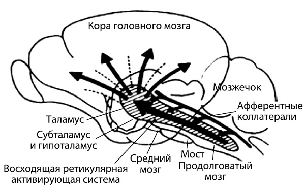 Ретикулярная формация мозга. Ретикулярная формация мрт. Ретикулярная формация зона Брока. Ретикулярная теория сна и бодрствования Моруцци и Мэгуна. Ретикулярная формация по Мэгуну.