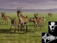 Для собак подрода Xenocyon было свойственно социальное повеление, например, стайная охота