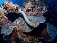 Самец гладкой морской змеи (Aipysurus laevis)
