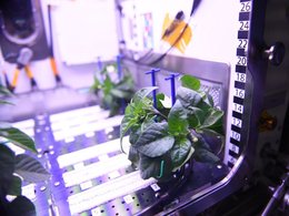 Первый цветок космического перца чили