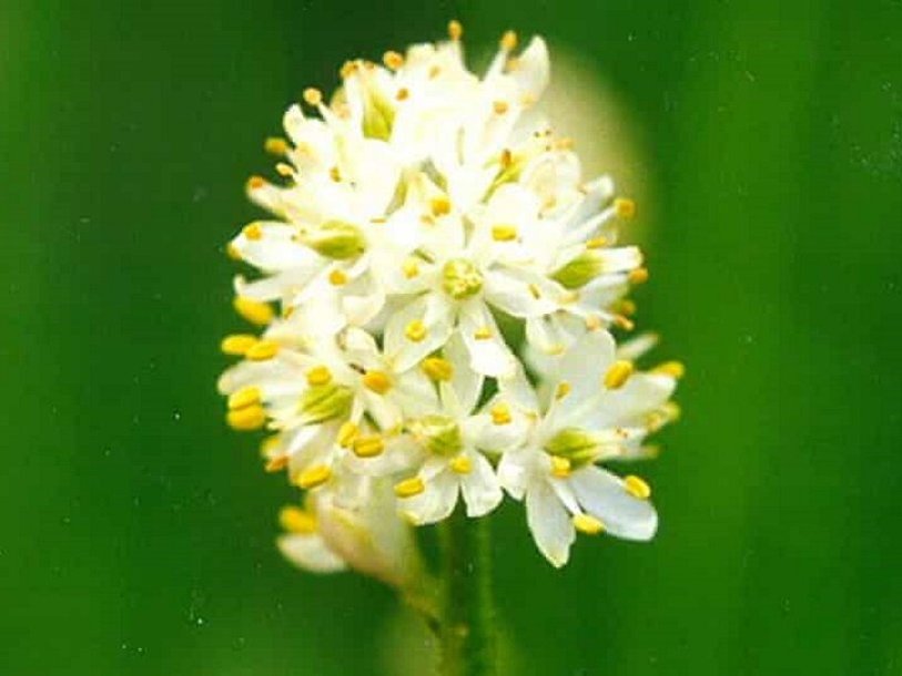 Triantha occidentalis brevistyla
