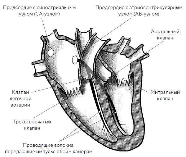 Схема Сердца Фото