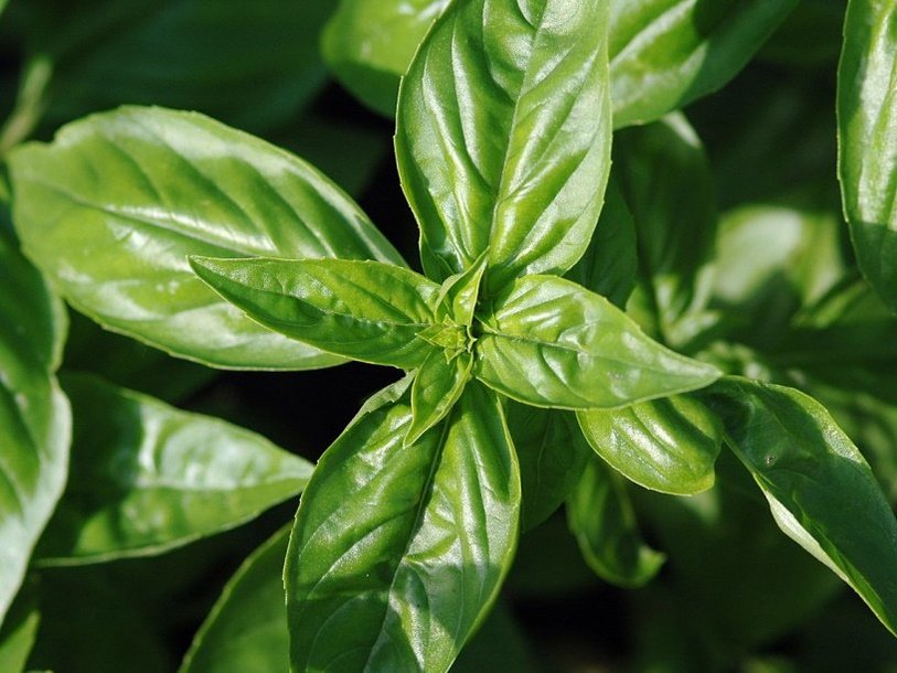Фенхол присутствует в эфирных маслах некоторых растений, включая базилик