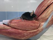Лабораторная мышь на макете верхней конечности человека
