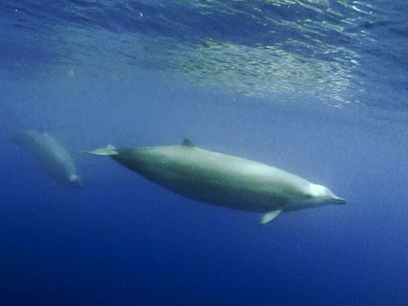 Ремнезуб Тру (Mesoplodon mirus)