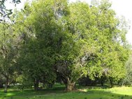 Калифорнийский лавр (Umbellularia californica)