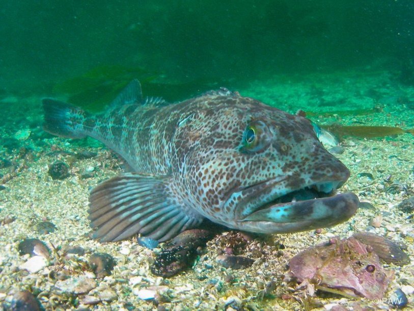 Зубастый терпуг (Ophiodon elongatus)