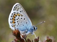 Голубянка аргус (Plebejus argus)