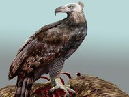 Реконструкция орла Хааста (Hieraaetus moorei)
