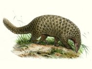 Гигантский панголин (Smutsia gigantea)
