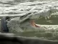 Крокодил с шиной, Индонезия, источник – YouTube/WION