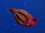 Адский вампир (Vampyroteuthis infernalis), единственный современный представитель отряда вампироморфов